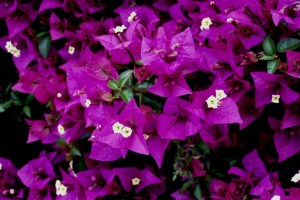 Bougainvillea glabra (1200 x 800)